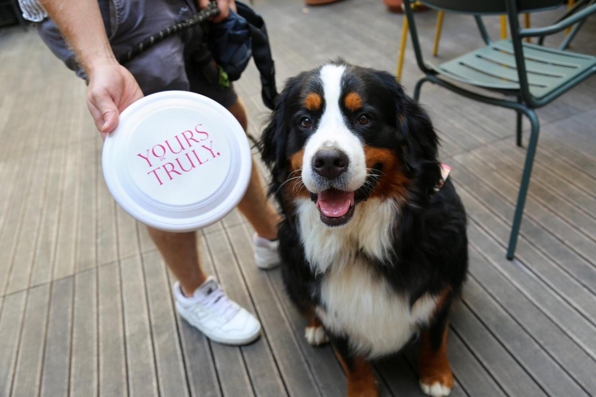 ยอร์ส ทรูลี ดีซี Hotel วอชิงตัน ภายนอก รูปภาพ Bernese Mountain Dog with a disc